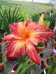 Pink Stripes Reblooming Daylily