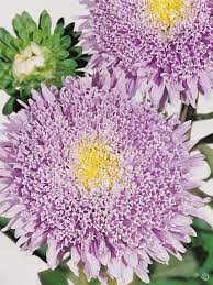 Aster- Benary's Princess Light Blue