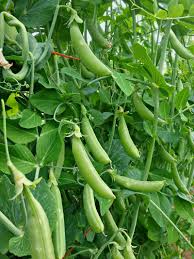 Sugarsnap Pea- Cascadia