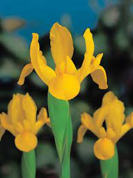 Iris Yellow Bulb