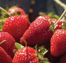 Tarpan – Strawberry Seed