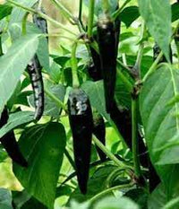 Chilli Hybrid Deep Kali Vegetable Seeds