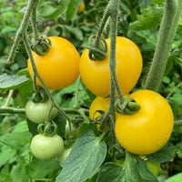 Tomato- Yellow Perfection