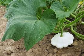 Summer Squash- Early White Bush Scallop