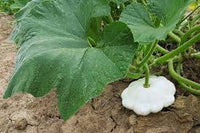 Summer Squash- Early White Bush Scallop