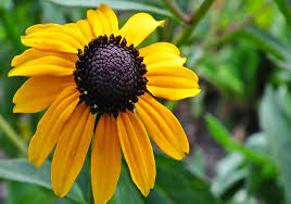 Rudbeckia triloba – Flower Seed