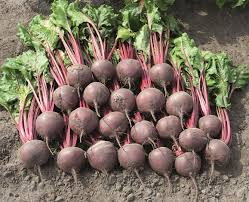 Boro – Beet Seed