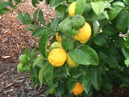 Liudmila Rough Lemon Seeds