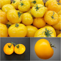 Tomato- Yellow Perfection