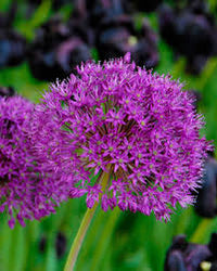 Purple Sensation Bulb