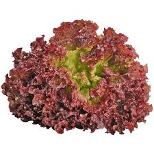 Lettuce- Lollo Rosso