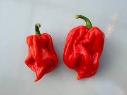 Chilli- Scotch Bonnet Red