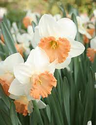 Daffodil Spring Pride Salome White Orange Bulb