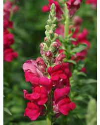 Potomac Red Snapdragon Seed