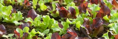 Allstar Gourmet Lettuce Mix – Lettuce Seeds