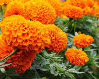 Coco Deep Orange – Marigold Seed