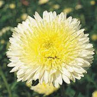 Aster- Benary's Princess Yellow