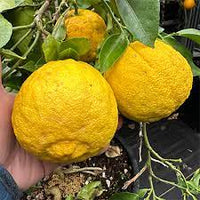 Liudmila Rough Lemon Seeds