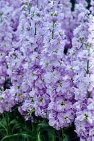 Katz Lavender Blue – Stock Seed