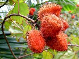 Colorful Annatto Seed for Natural Dye seeds