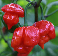 Chilli- Trinidad Scorpion Butch T