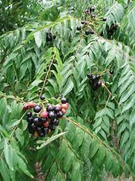 Curry Leaves, Kadi Patta - Seeds