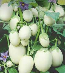 Brinjal Aveo Round Vegetable Seeds