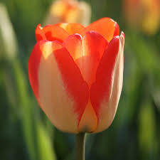 Tulip American Dream Bulbs