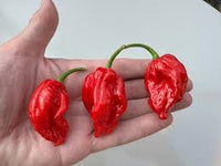 Chilli- Trinidad Scorpion Butch T