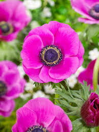 Coronaria Sylphide Pink Bulb