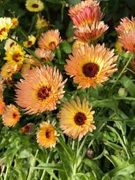 Orange Flash – Calendula Seed