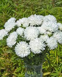 Tower White – China Aster Seed