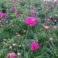 Armeria- Splendens