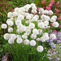 Armeria- Morning Star White