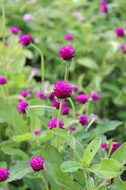 Purple – Gomphrena Seed