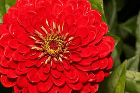 Zinnia- Benary's Giant Scarlet