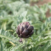 Artichoke- Colorado Red Star