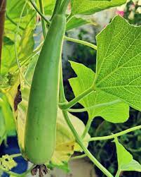 Bottle Gourd Rama Vegetable Seeds