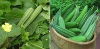 Ridge Gourd Hybrid Vegetable Seeds