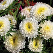 Bonita White – Film-Coated China Aster Seed