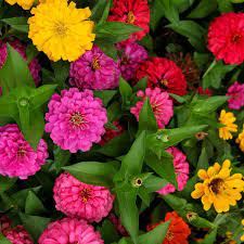 Zinnia- Lilliput Mix