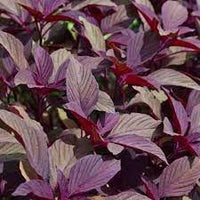 Choulai Red Edible, Amaranthus Red Edible Vegetable Seeds