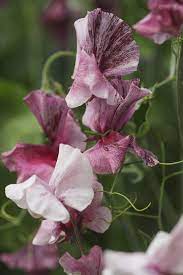 Streamers Chocolate – Sweet Pea Seed