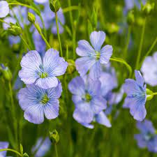 Blue Flax