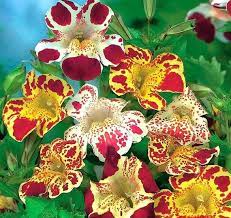 Tiger Monkey Flower- Mix