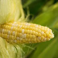 Xtra-Tender 2171 – Organic Corn Seed