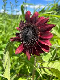 Red Hedge – Sunflower Seed