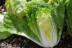 Cabbage Chinese Organic Vegetable Seeds