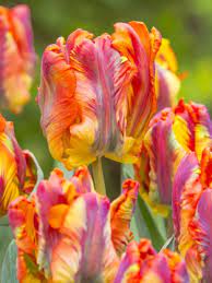 Rasta Parrot – Tulip