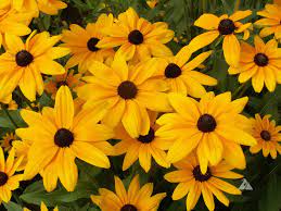 Indian Summer – Rudbeckia Seed